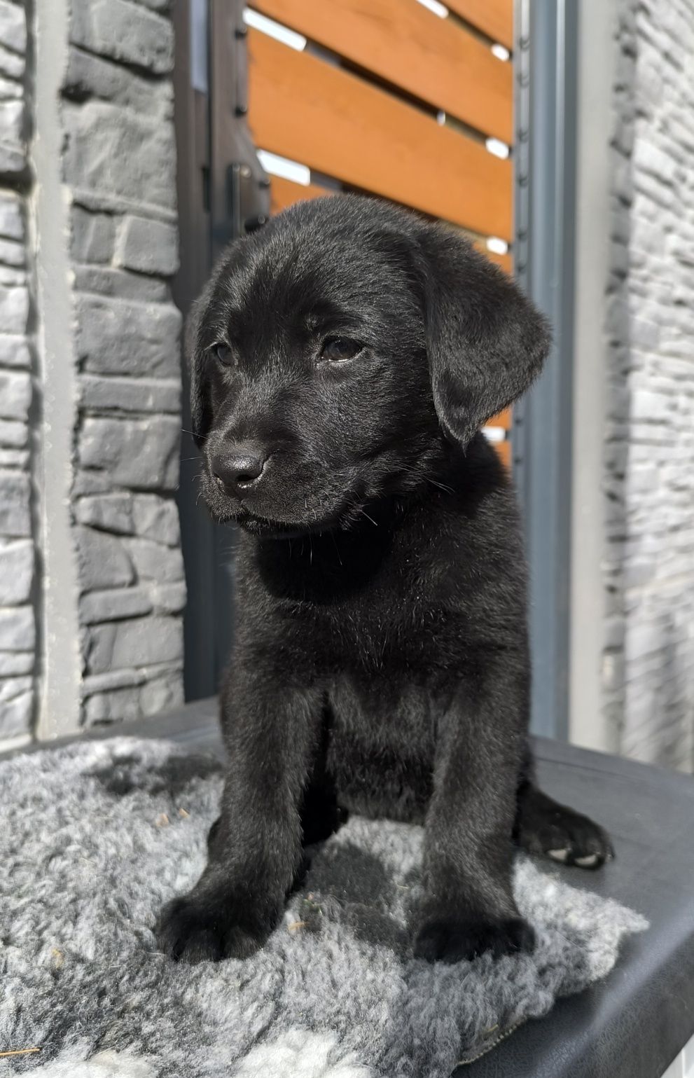 Labrador Retriever czarny samiec gotowy do odbioru