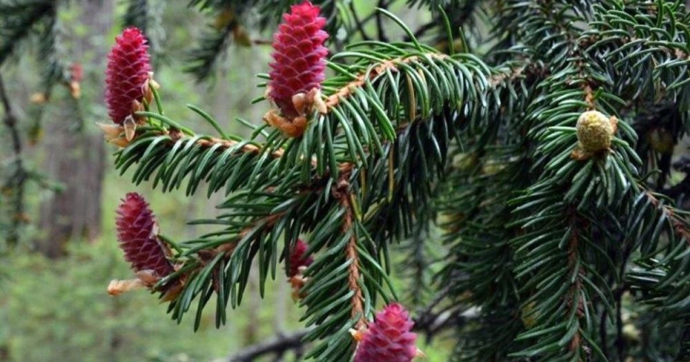 Саженцы - Ель, Смерека , сосна, туя