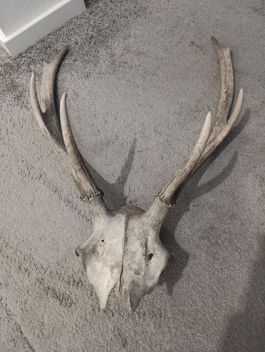 Wieniec "ósmak" jelenia 1kg