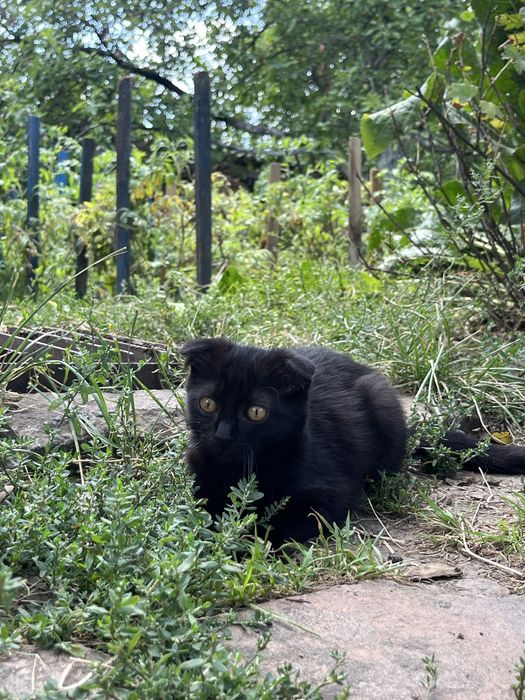 Висловухе чорне кошеня