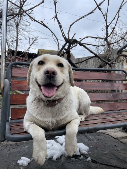 Чистокровний лабрадор цуценята