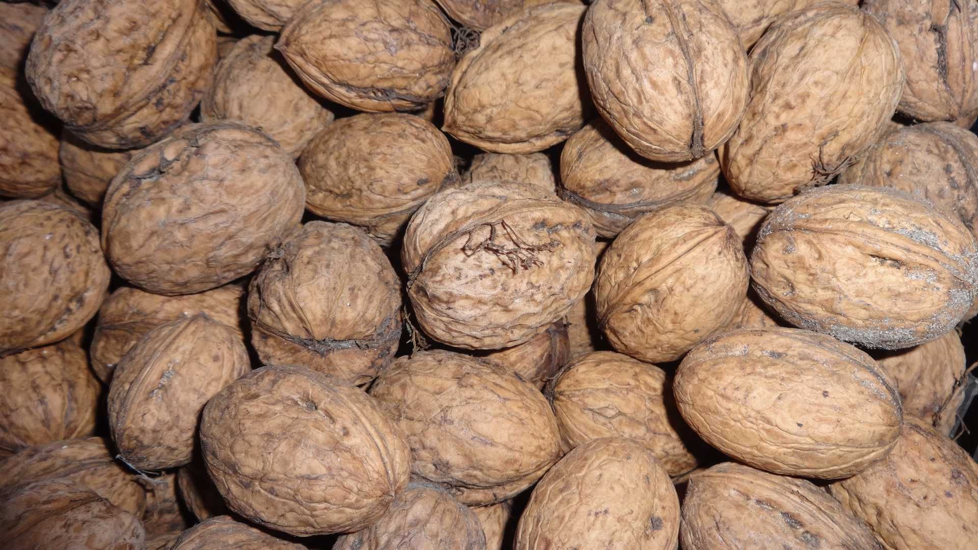 Орех грецкий в наличии 15 кг урожай 23 года