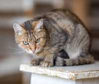 Яркая красивая кошка Афина, очень милая, 1,5 года, котенок, кот