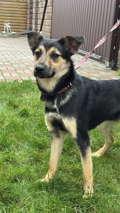 Щенок, цуценя дівчинка 7 місяців. Стерилізована