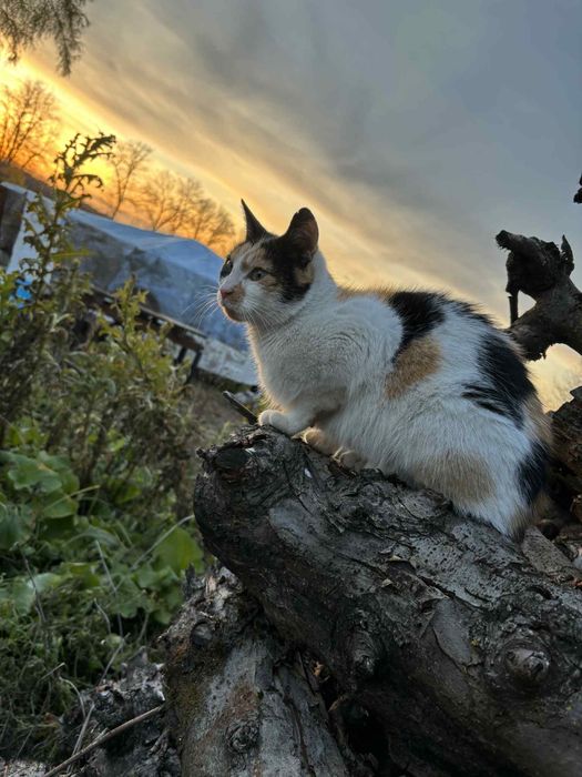 Piękna kotka szuka domu