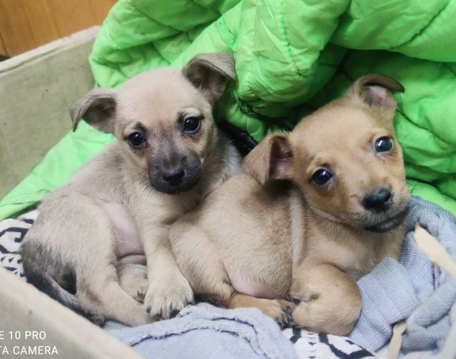 Щенки ищут дом, мелкие