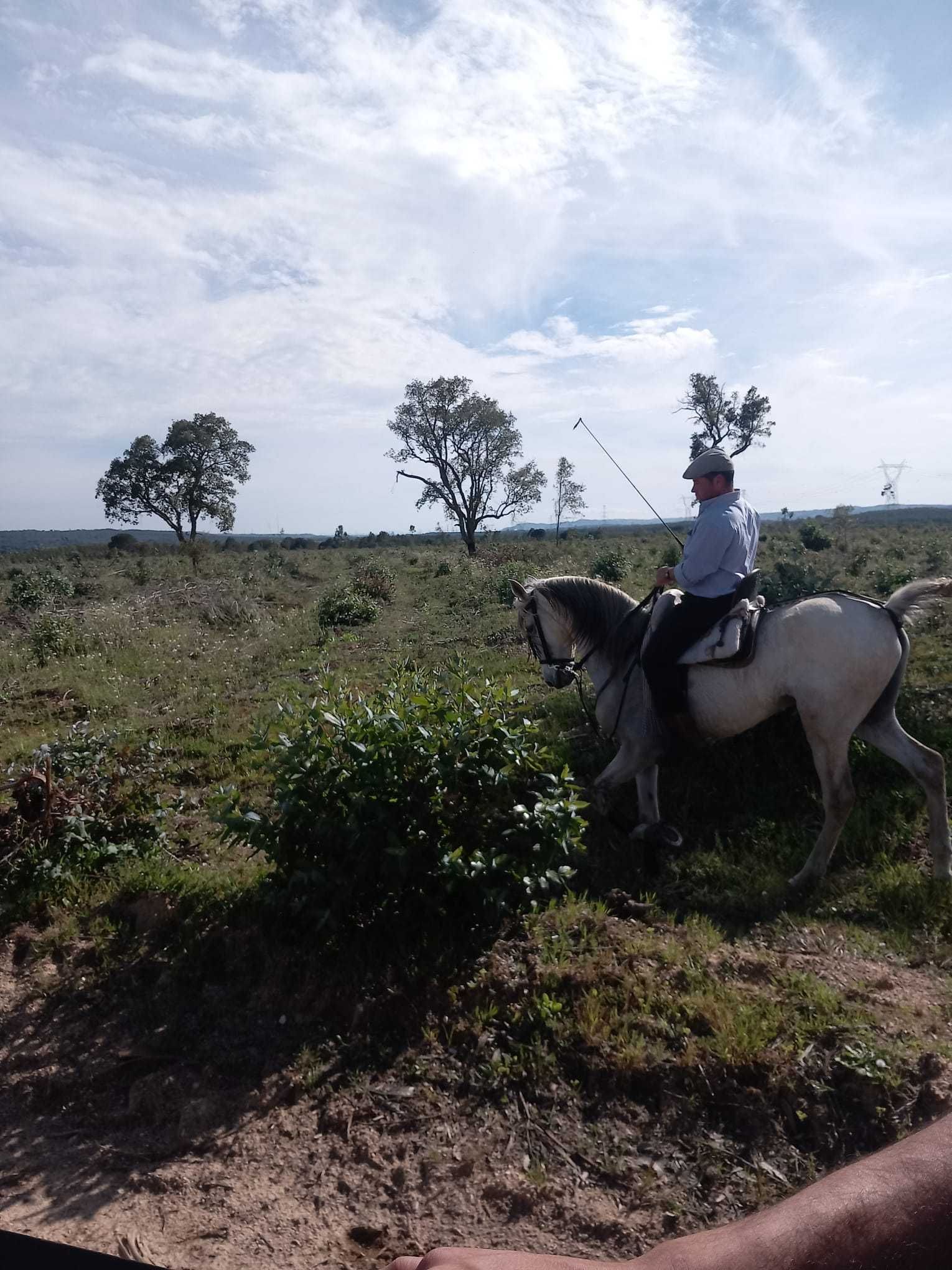 Vendo cavalo capado com 12 anos