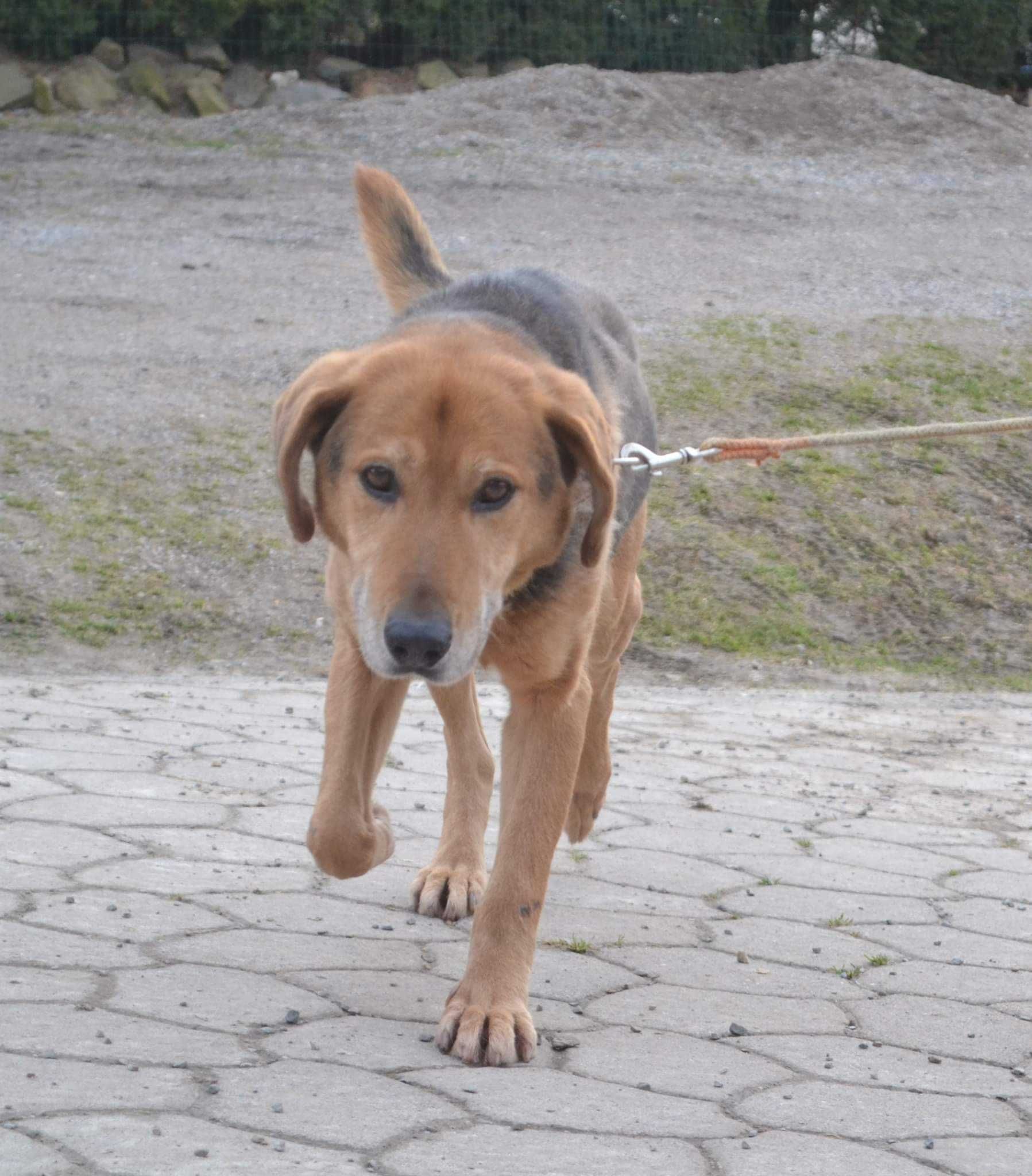 Miłość bez granic - Adopcja psa, który pokonał cierpienie