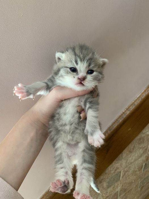 Бещкоштовно кошення в добрі руки