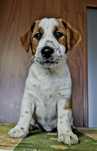 Jack Russell Terrier FCI piesek gotowy do odbioru