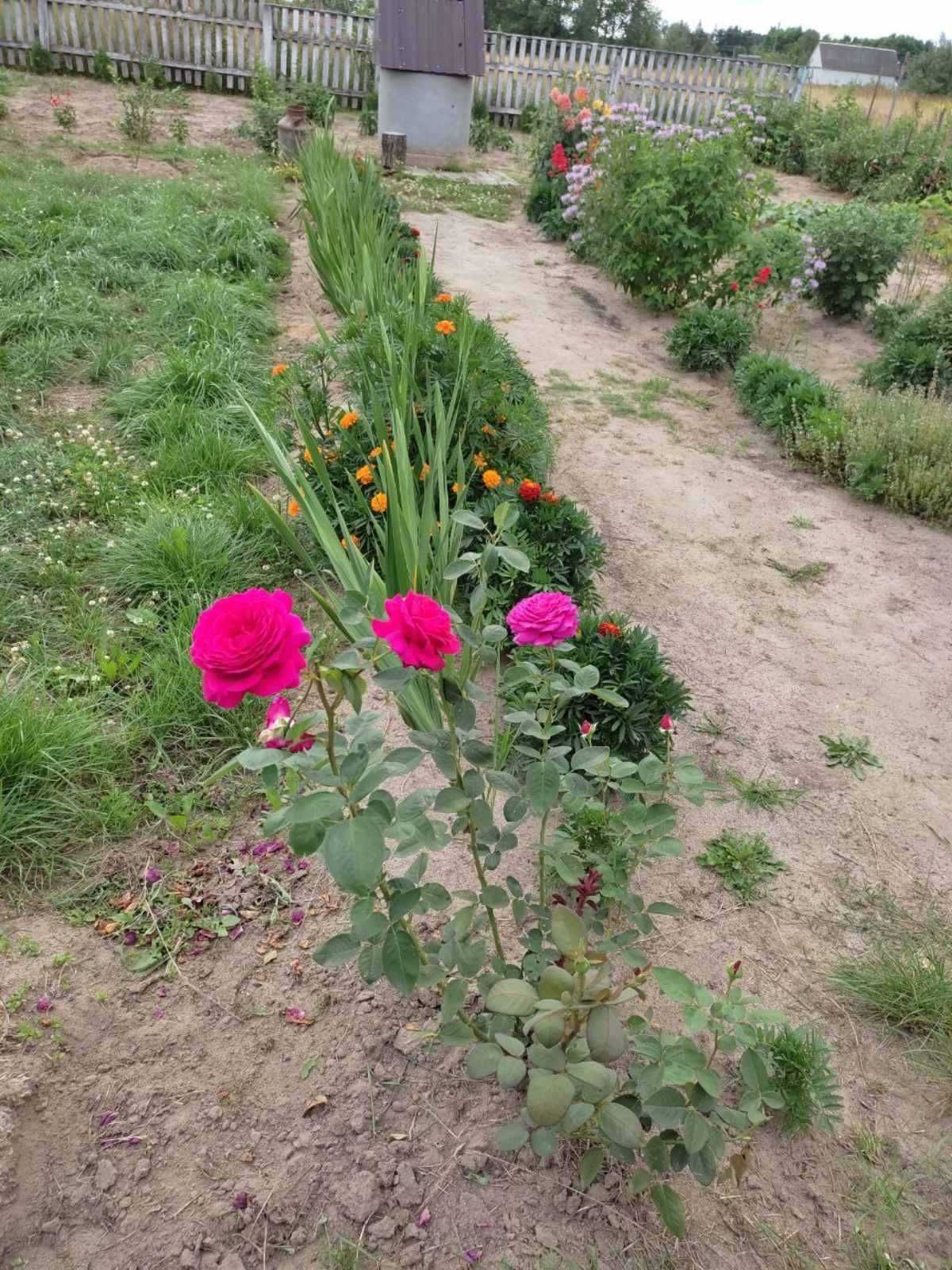 № 13242 - Будинок - 40м2, 30 км від Житомира, в с.Старошийка