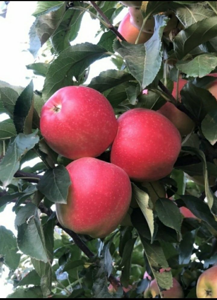 Продам яблуневий сад 2га