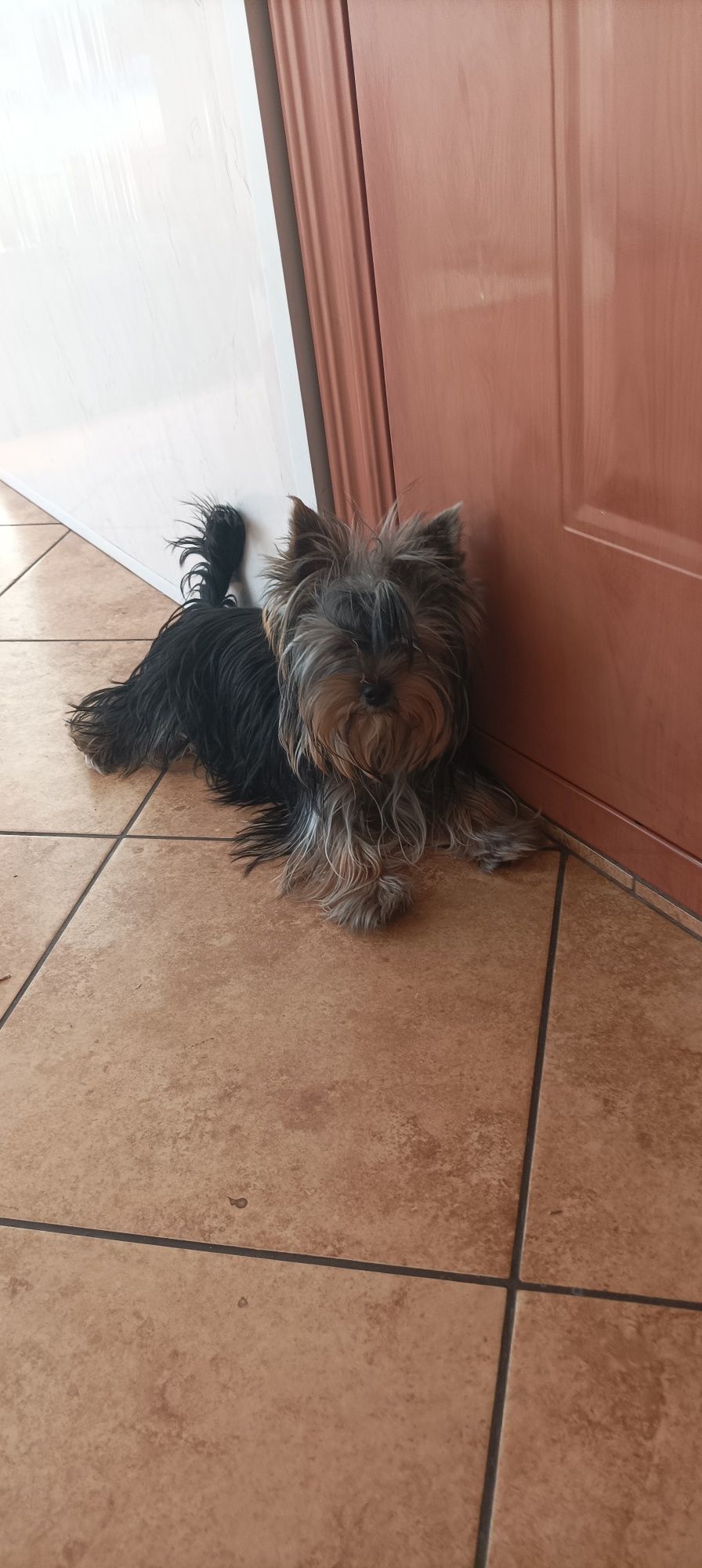 Yorkshire terrier