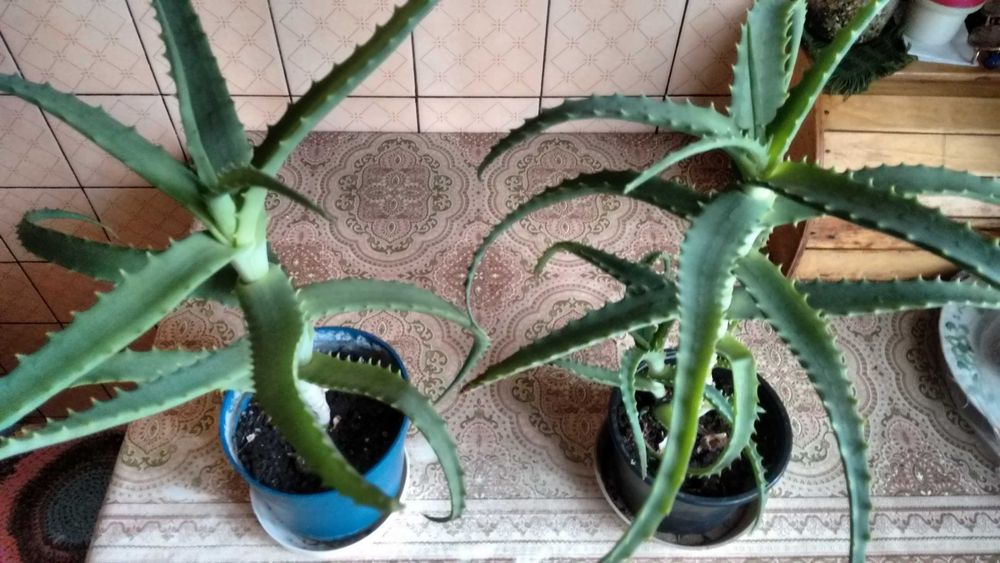 Aloes leczniczy-duże rośliny czteroletnie