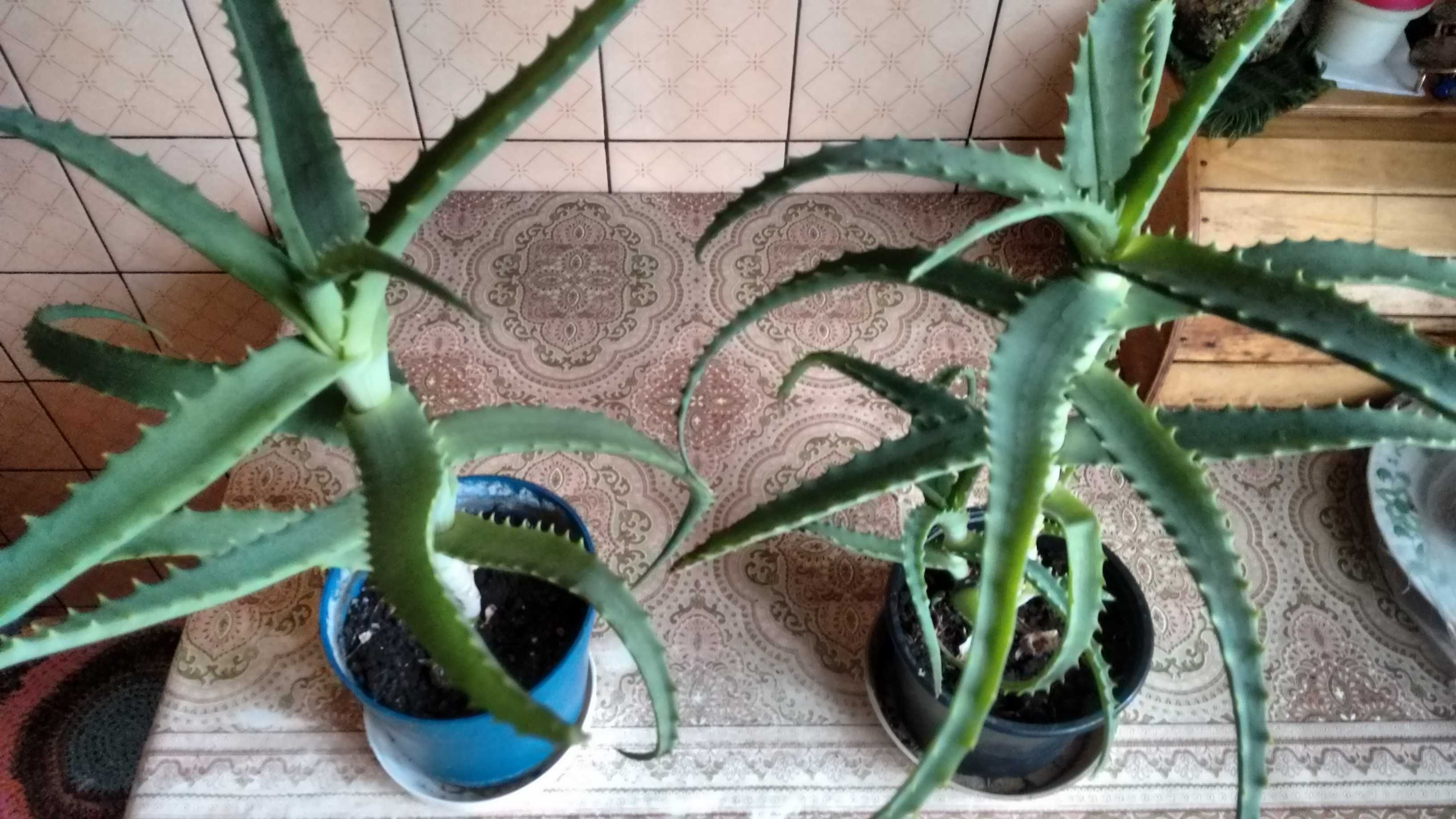 Aloes leczniczy-duże rośliny czteroletnie