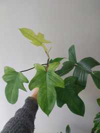Philodendron florida ghost cała roślina - hydroponika
