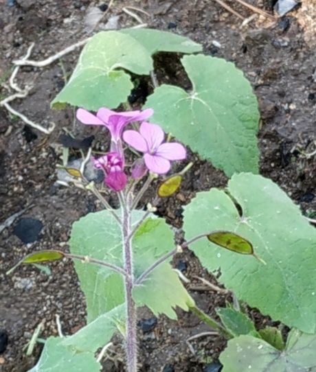 Sementes girasois várias cores, Suculentas, planta Moeda- de -Prata e.
