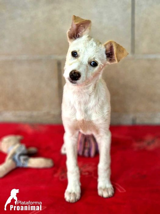 MARFIM - Cãozinho Bebe para Adoção