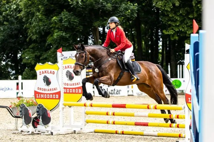 Klacz do hodowli/koń profesor