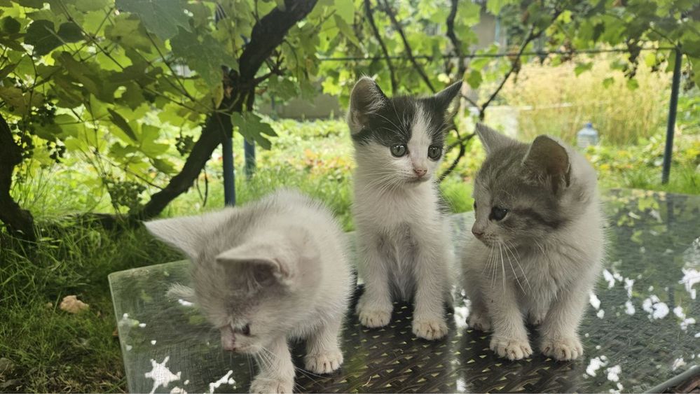 кошенята в добрі руки
