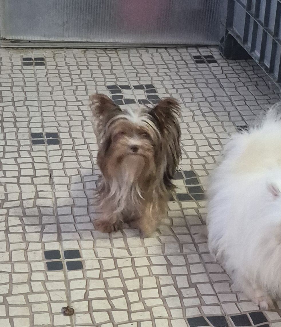 Biewer Terrier Macho adulto Criadora Registada PT 3088 FL