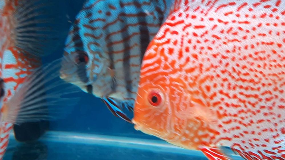 Discus Europeus Stendeker, piowasky