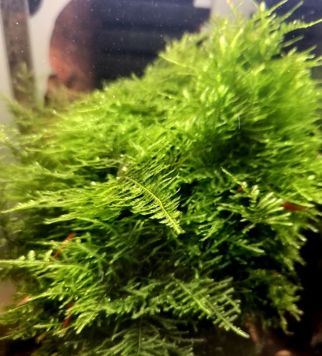 Mech Christmas moss
