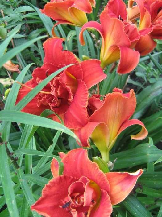 Клематис Виль де Лион, пион Mackinac Grand и др.cадовые цветы