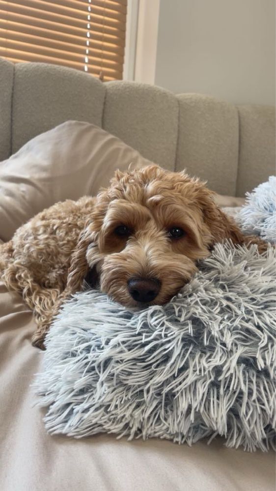 Cockapoo f1b |pierwszy miot|