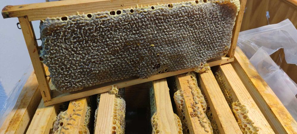 Favo de Mel - Produto de Abelha