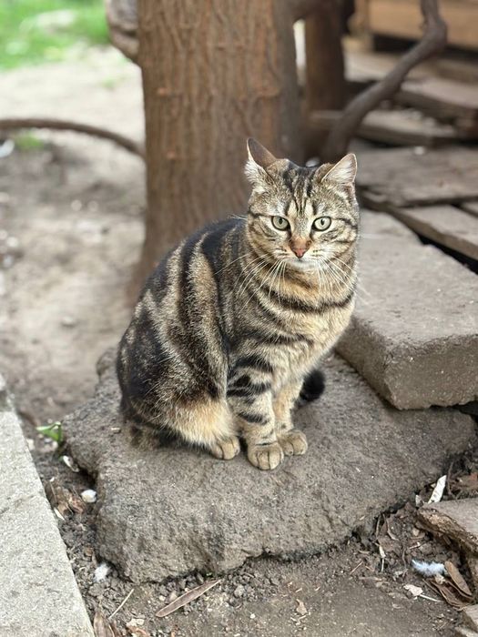 Спасите кошку . Срочно