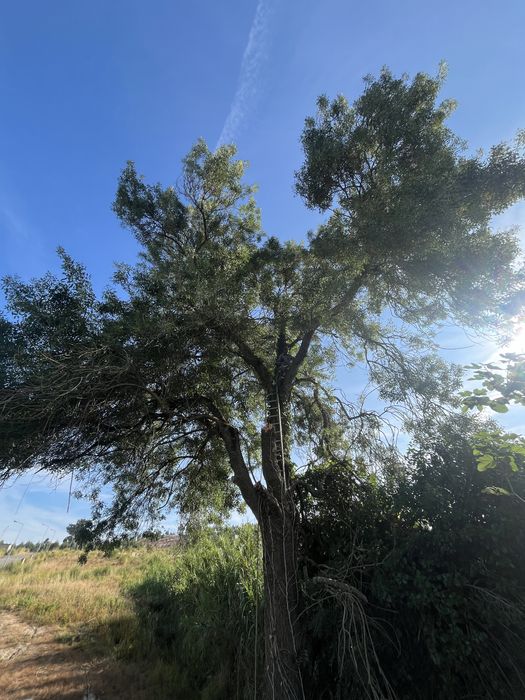 Trabalhos florestais- desbastes- desmatamento- abate de arvores