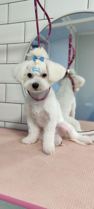 В'язка мальтезе шукає наречену