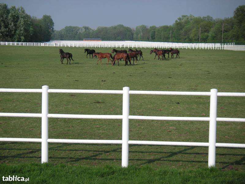 ogrodzenia elektryczne dla koni PASTUCH