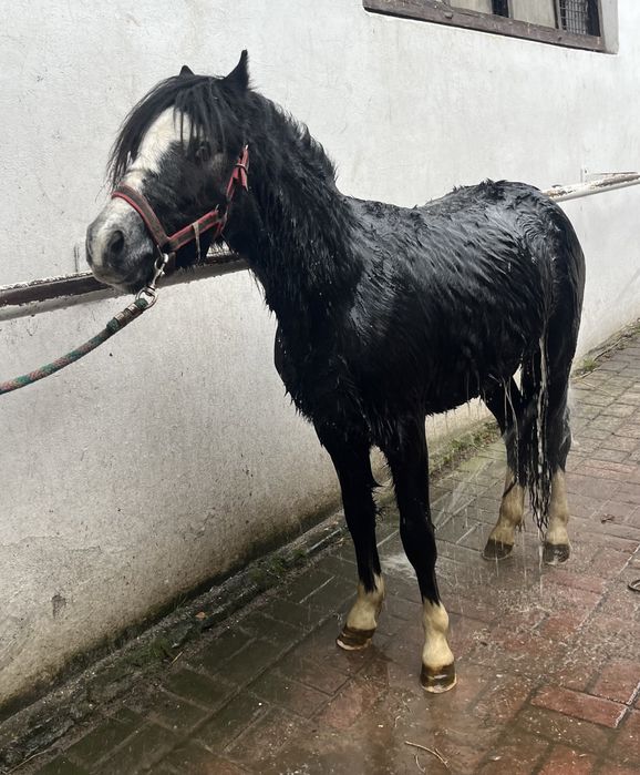 Śliczny kuc mix walijski