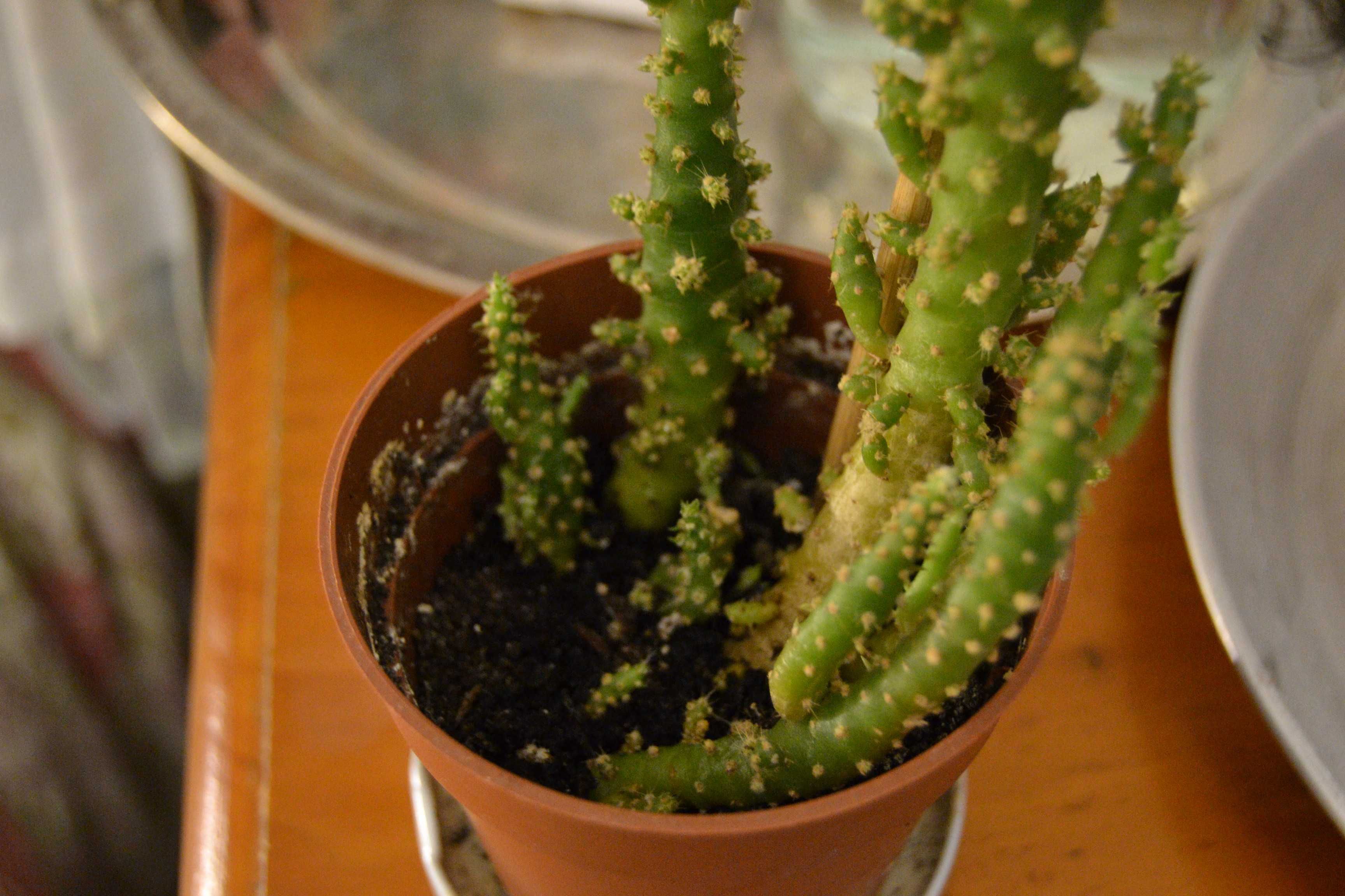 Kaktus Austrocylindropuntia subulata opuncja cylindryczna roślina