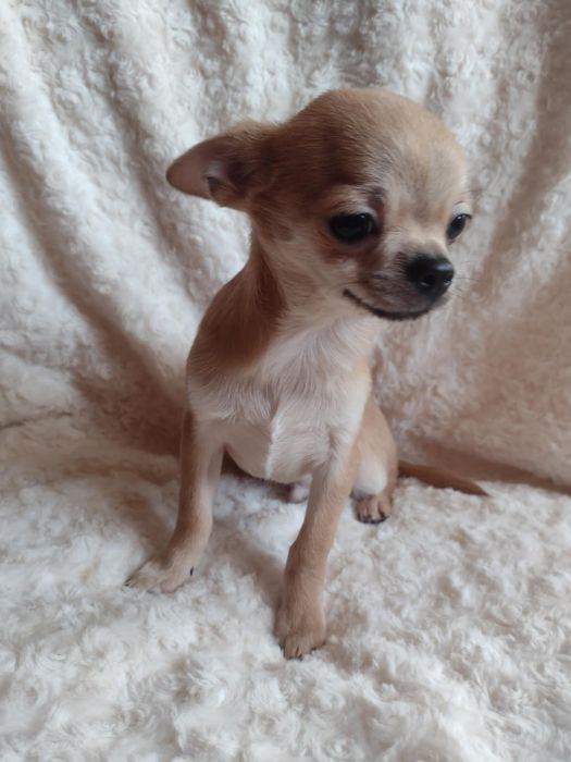 Chihuahua suczka krótkowłosa  ZKwP FCI
