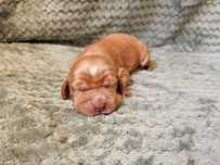 Piesek Cocker Spaniel Angielski