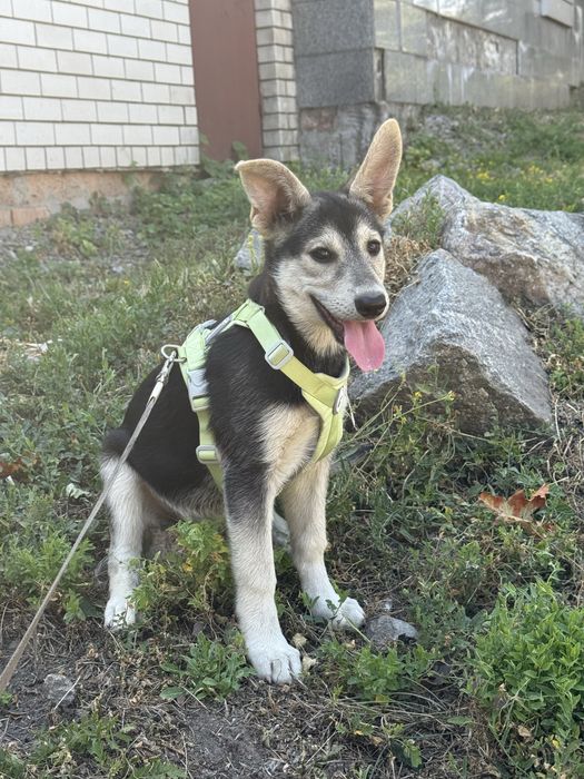 Цуценя шукає дім