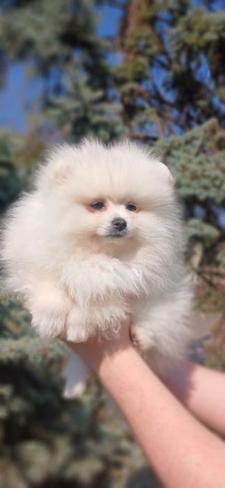 Белая девочка MINI шпиц !