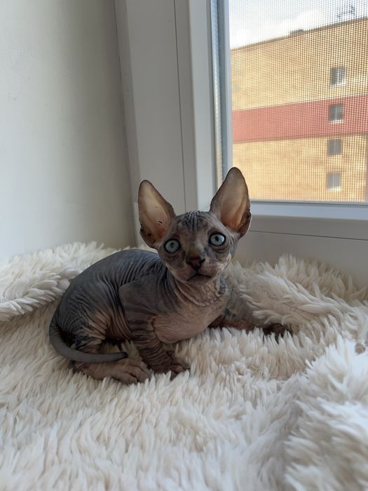 Канадський сфінкс кошеня/Канадский сфинкс котенок