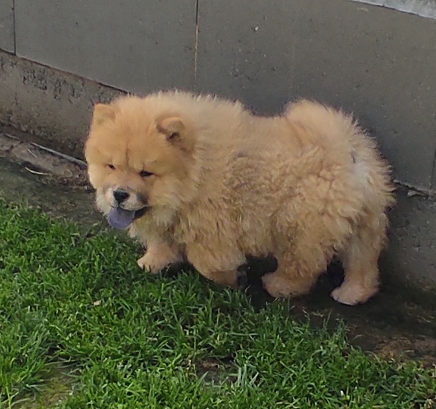 Chow chow piesek