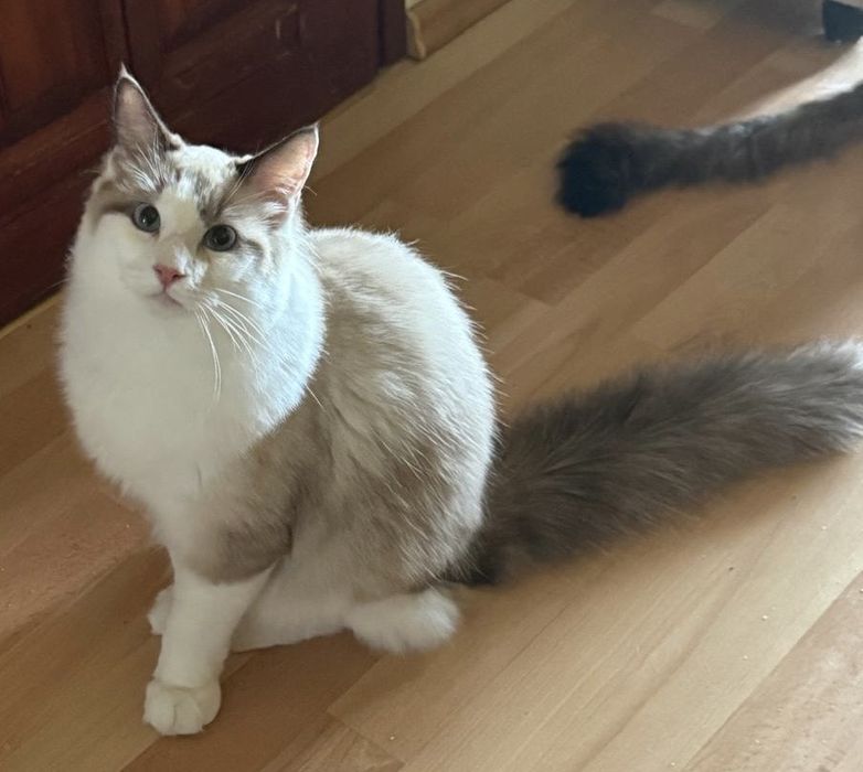 Szeryf  kocurek ragdoll seal bicolour
