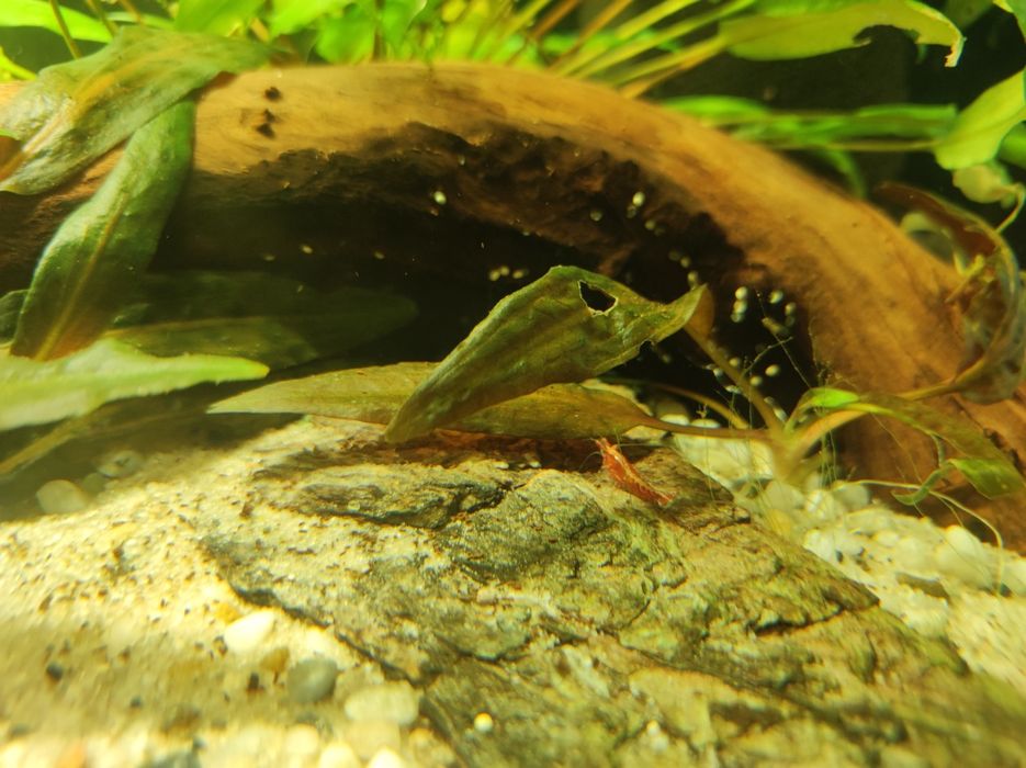 Akwarium Aquael 54l krewetkarium zestaw z życiem energooszczędne!