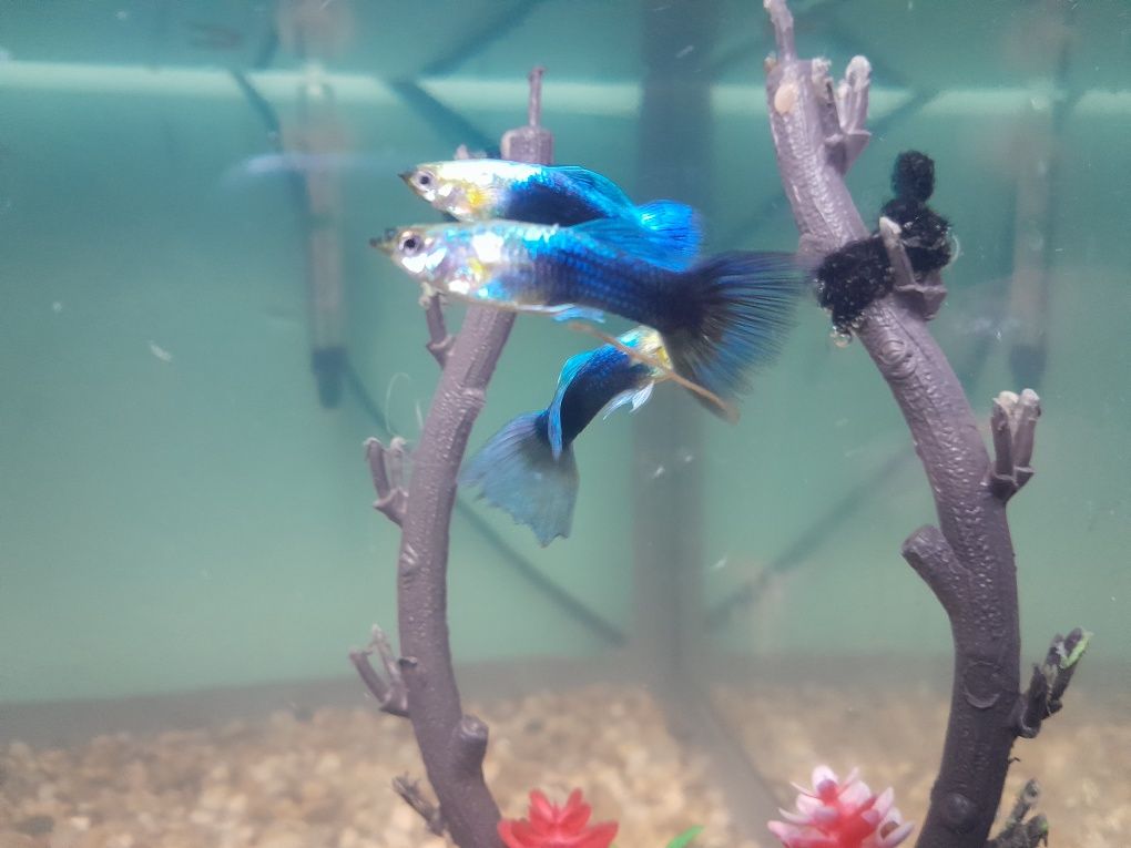 GUPPY  MOSCOW Blue