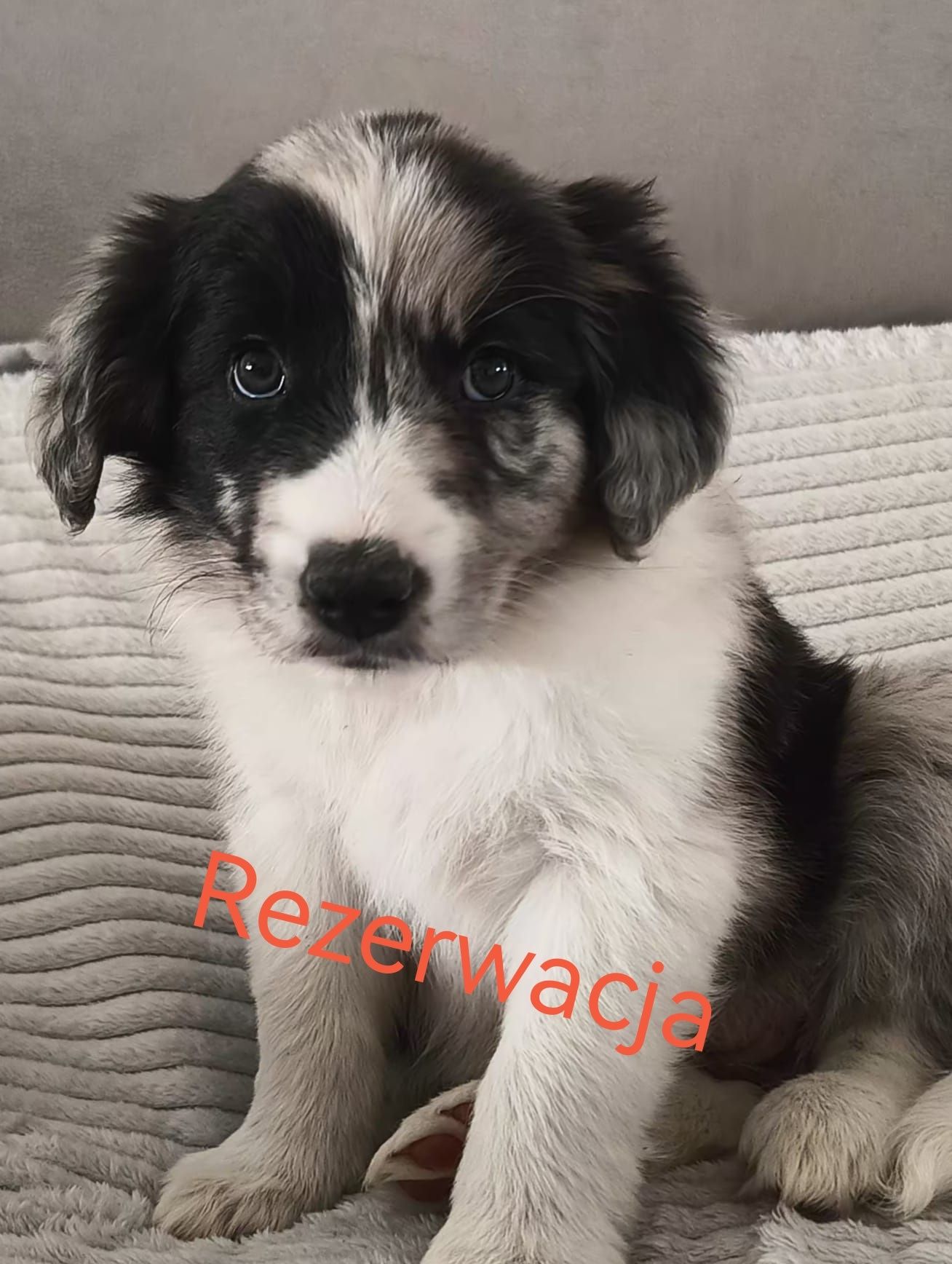 Border Collie szczenię ZKwP / FCI rodowodowe