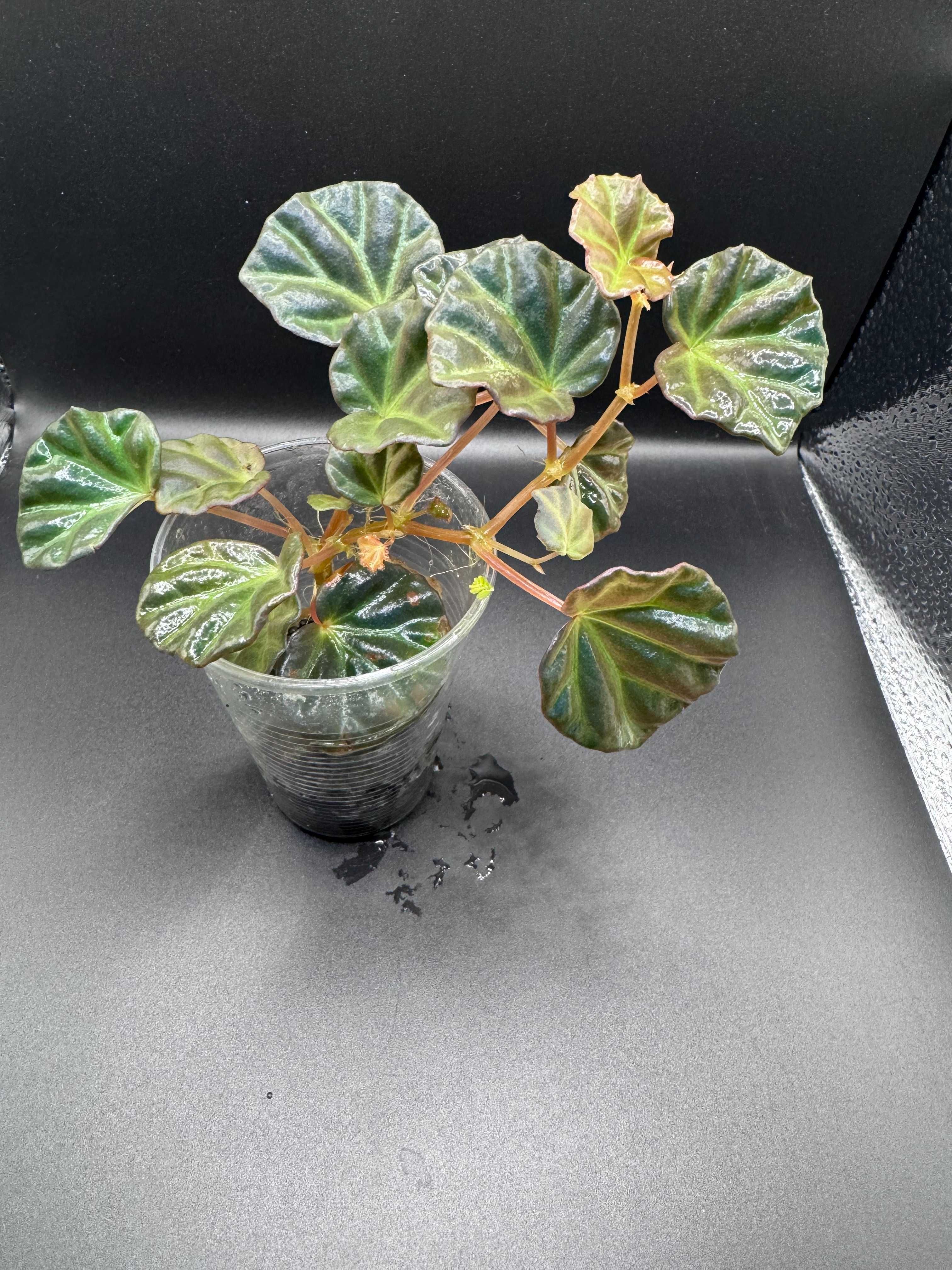 Begonia sp. Sarawak Paludarium Terrarium Wiwarium Kolekcjonerska