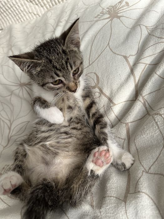 Mały kotek kocurek oddam za darmo