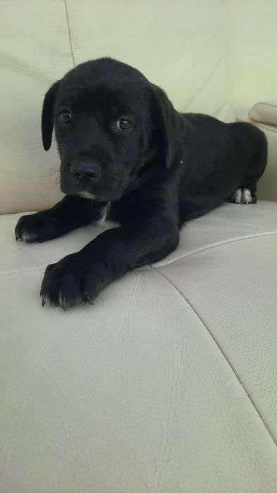 Urocze szczeniaki  szuka kochającego domu!