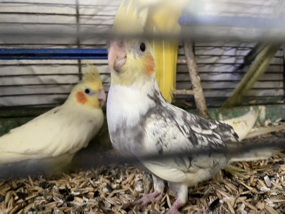 Корелла, Какарик (средние попугаи) | Все для домашних животных